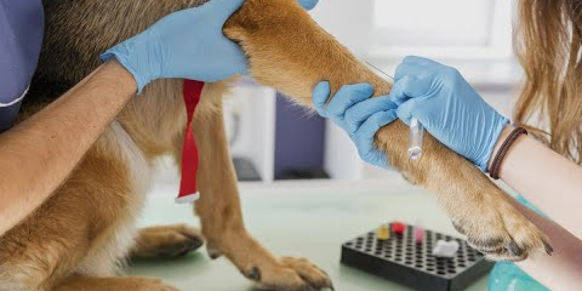 Alimentação Natural: Como Aumentar o Potássio do Seu Cão?