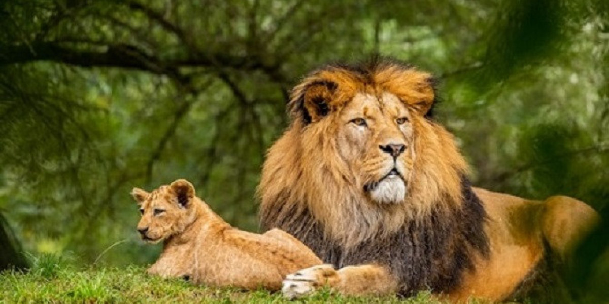 Kaziranga Jungle Safari Guide: Elephant & Jeep Safari Booking Made Easy