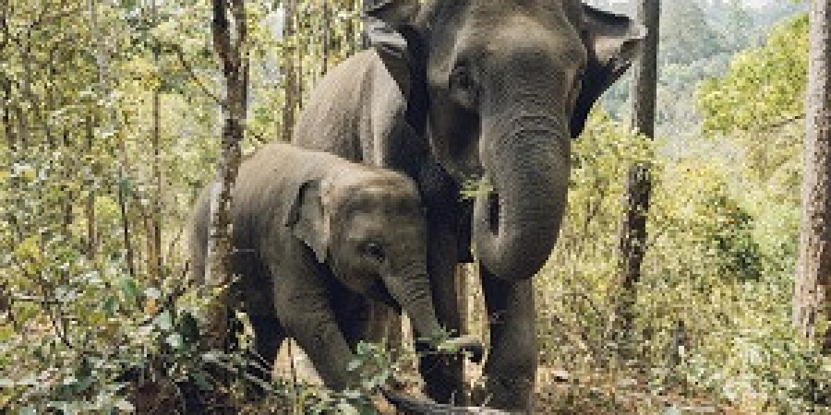 Book Your Dhikala Safari Today – Top Wildlife Experience in Corbett