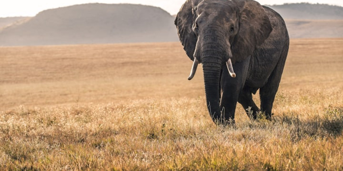Discover the Wild Heart of India: A Complete Guide to Gir Forest and Jungle Safari Booking
