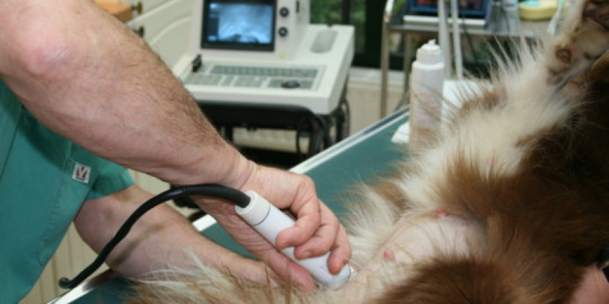 Como preparar seu gato para exame de sangue com potássio eficazmente