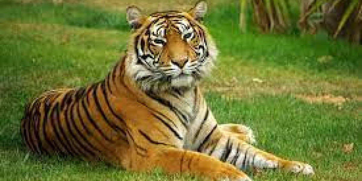 Explore the Wild: Tadoba National Park Safari Booking Tips & Zones