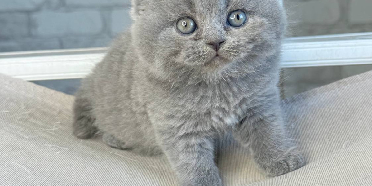 Discover the Personality and Care Needs of Scottish Fold and Straight Kittens