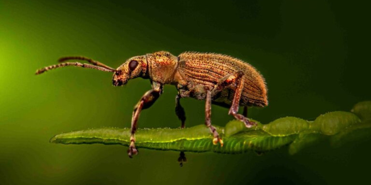 How LSEO for Pest Control Can Transform Your Business in the Digital Era