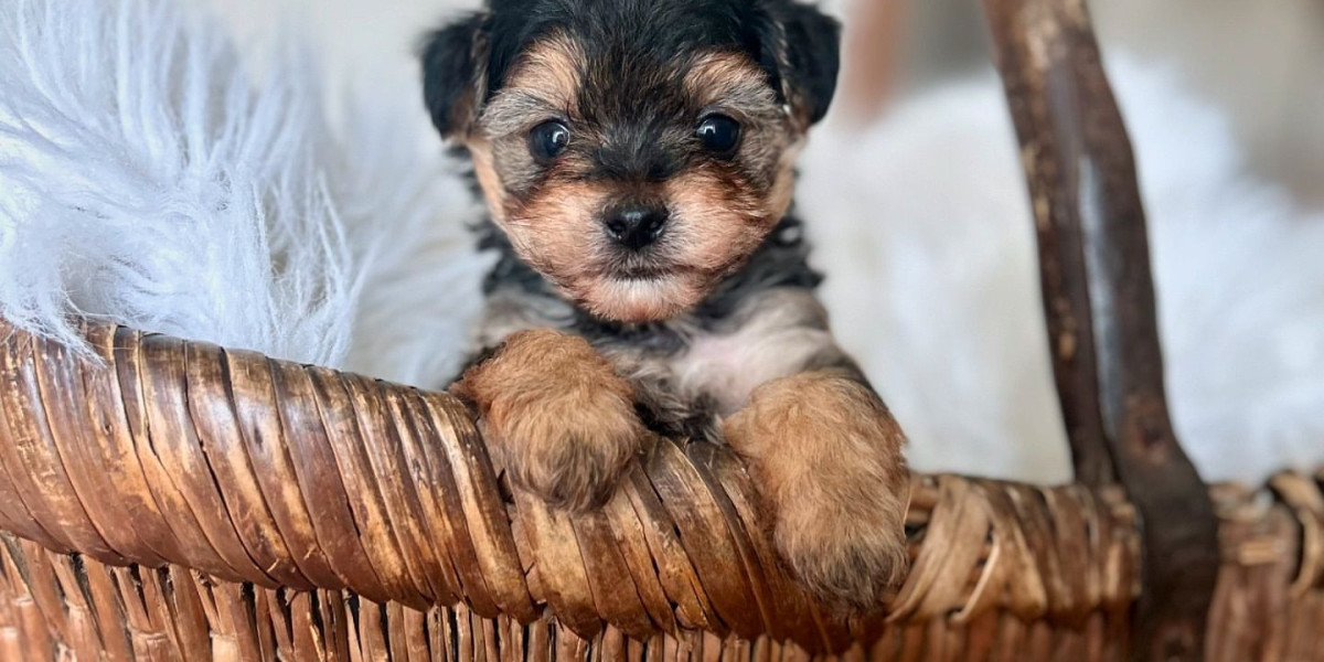 Yorkie Welpen in Not: Alles, was Sie wissen müssen, um zu helfen