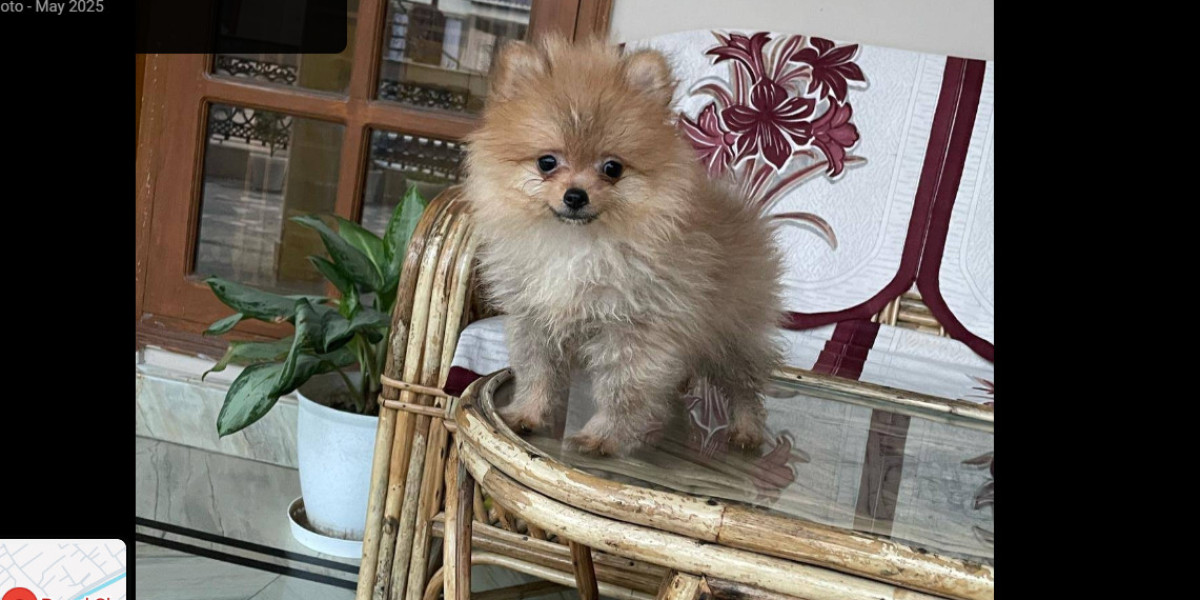 Dog Shop Dehradun – Your One-Stop Destination for All Things Dog