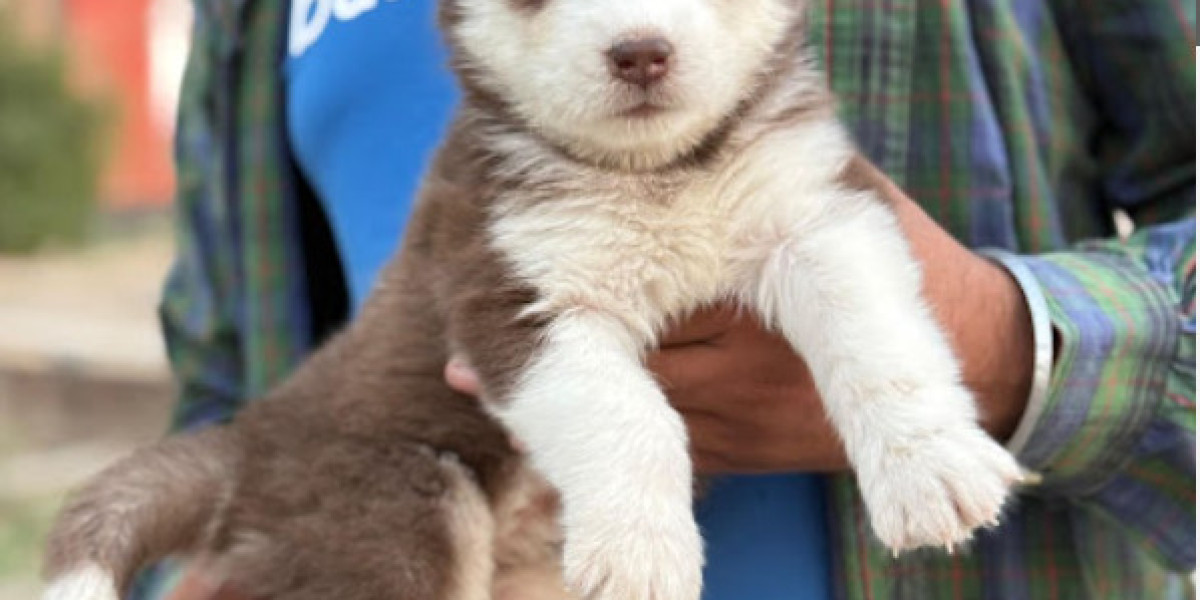 Dog shop Dehradun