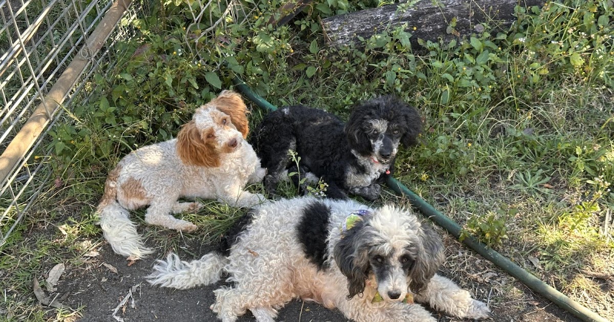 How To Verify That Your Puppy Is Truly DNA Tested In Queensland