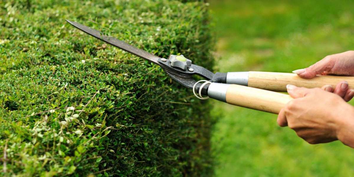 Professional Hedge and Tree Care Solutions for Auckland Properties