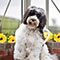 Contact Us | Labradoodle puppies for sale Scotland and UK