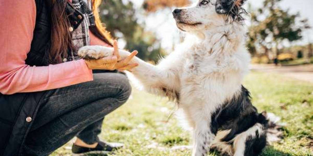 Navigating the Multi-Dog Household: Preventing Pack Conflict