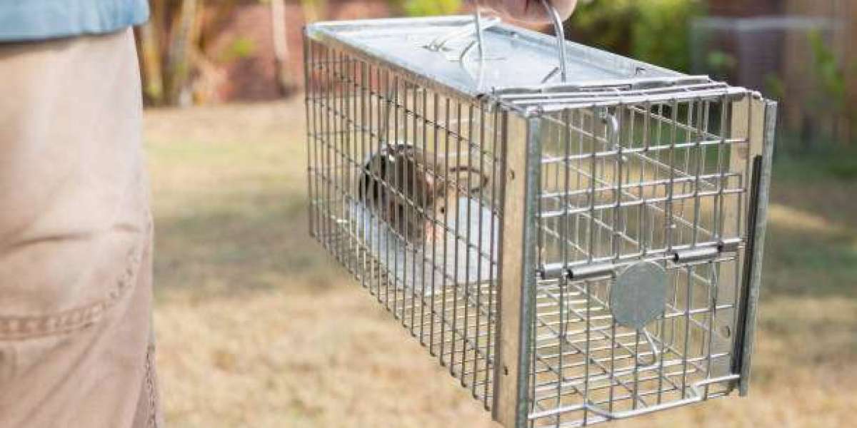 Mice Control Mistakes Making Your Problem Worse