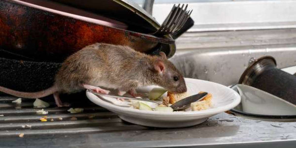 Why Rats and Mice Keep Getting Into Your Home