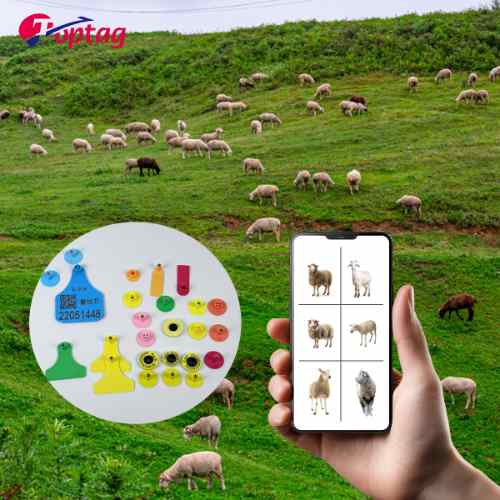 RFID Ear Tags for Pigs: A Smarter Way to Track, Manage, and Protect...