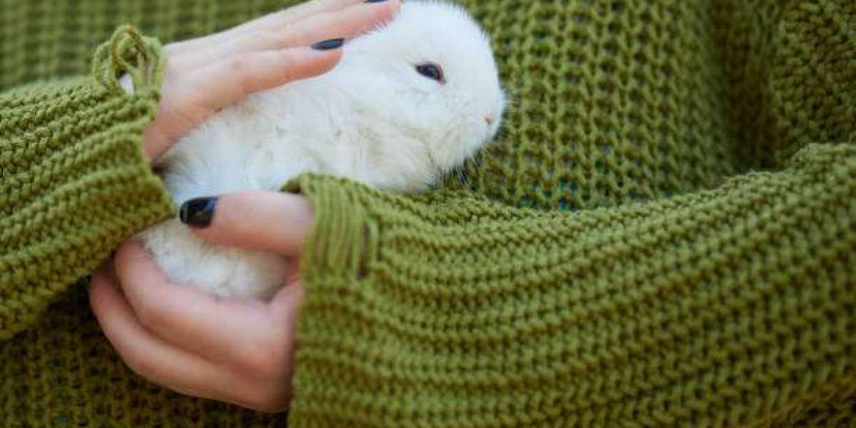 What Really Happens to Your Rabbit During Boarding