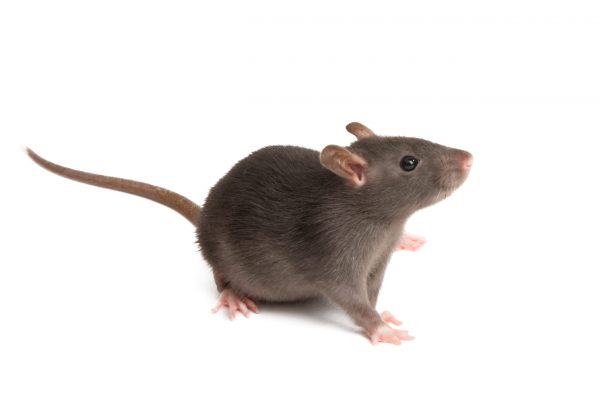 Rats Removal Melbourne Cost, Rat Exterminator Cost Melbourne