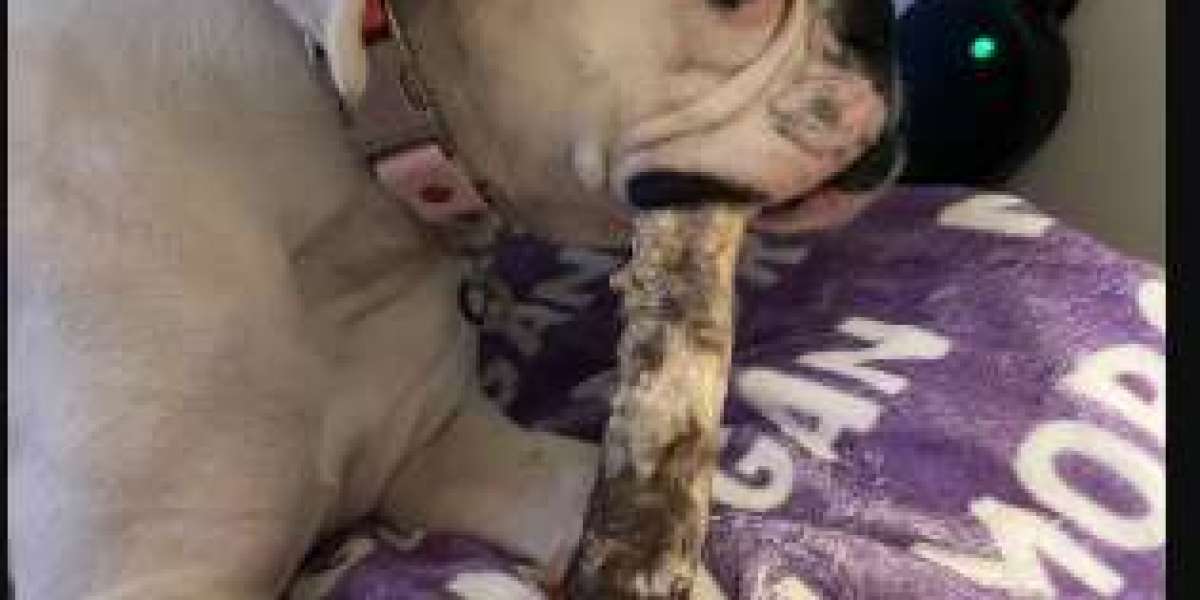 What to Know Before Giving Your Dog a Rawhide Bone