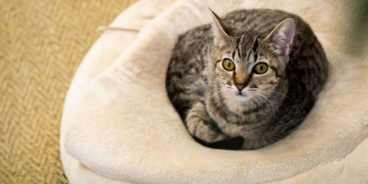 Future of the Cat Bed Market: Smart Designs, Comfort, and Sustainability