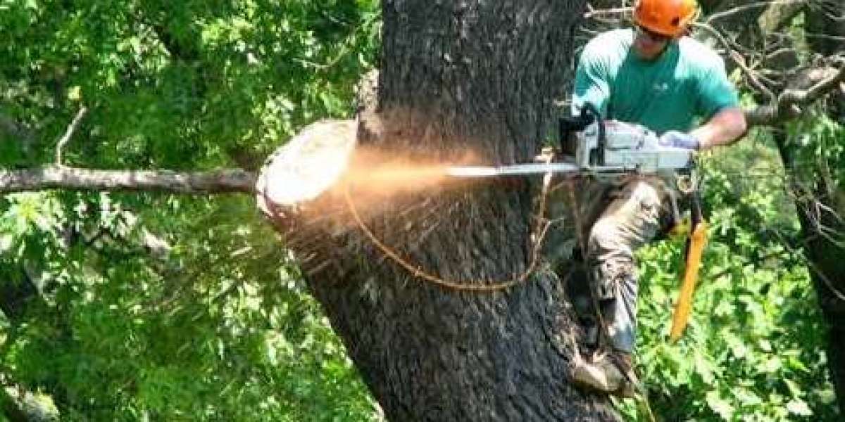 Tree Trimming Brisbane: Why Regular Maintenance Keeps Your Property Safe and Beautiful