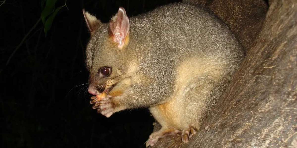 Protecting Your Garden and Roof from Possum Activity